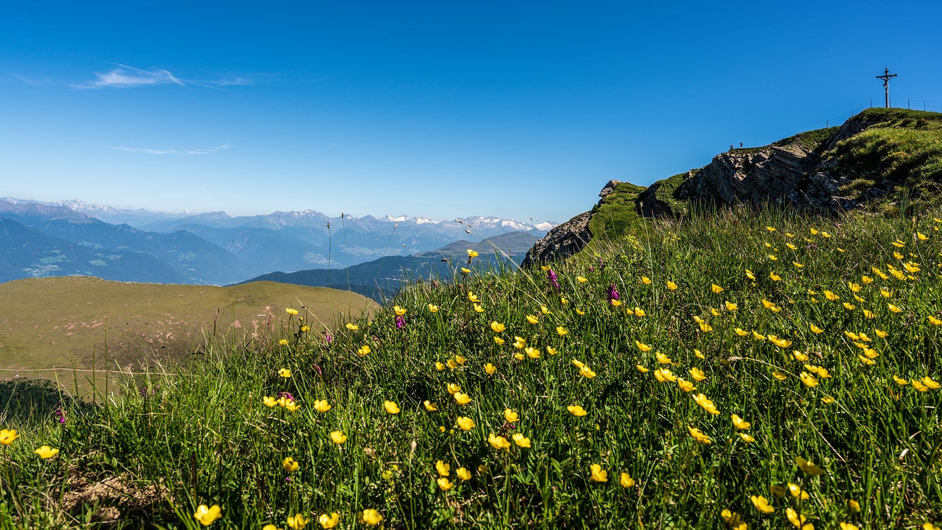 Blomstereng høyt over Val Gardena